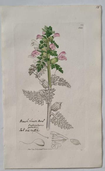 James Sowerby - 20 deels handgekleurde lithos o.a.