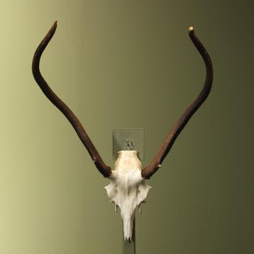 Edelhert Gewei Taxidermie Opgezette Dieren By Max, Ophalen of Verzenden, Nieuw, Wild dier, Opgezet dier