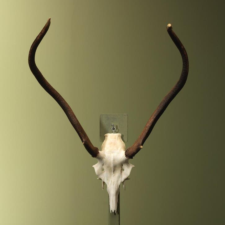 Edelhert Gewei Taxidermie Opgezette Dieren By Max, Verzamelen, Dierenverzamelingen, Opgezet dier, Nieuw, Wild dier, Ophalen of Verzenden