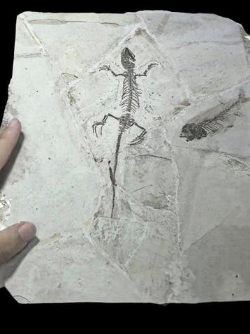 Animal fossilisé - Choristodere reptile fossil and fish - 31