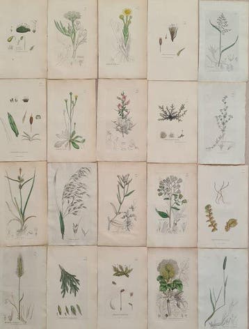 James Sowerby - 20 deels handgekleurde lithos o.a.