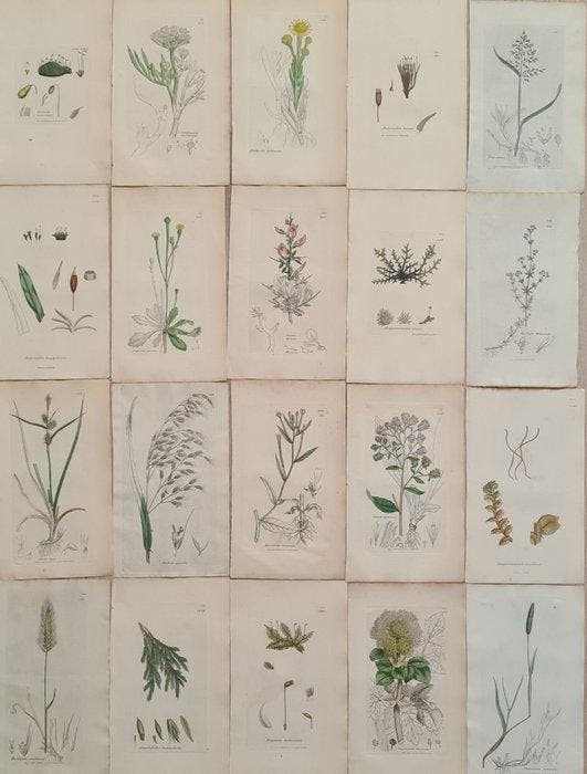 James Sowerby - 20 deels handgekleurde lithos o.a., Antiquités & Art, Antiquités | Livres & Manuscrits