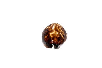 Bedrieglijke cowrie Skelet - Cypraea Zoila decipiens