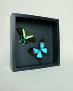 Vlinder Taxidermie volledige montage - Papilio blumei x, Nieuw
