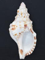 Escargot de mer Coquillage marin - S-237 CHARONIA LAMPAS