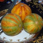 Queen Anns Pocketm Geurmeloen, Nieuw