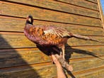 Fazant Taxidermie volledige montage - Faisan - 33 cm - 15 cm, Nieuw