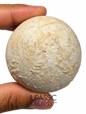 Œuf fossil rare de la tortue géante Aldabrachelys abrupta -
