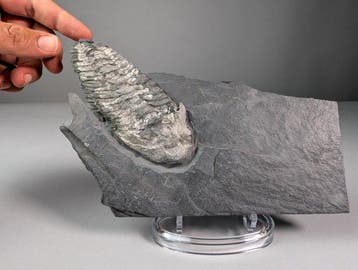 Neseuretus tristani Trilobite op Matrix - Gefossiliseerd