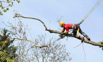 BOMEN snoeien verwijderen kappen rooien zagen  brandhout, Garantie, Tuinonderhoud of Snoeiwerk