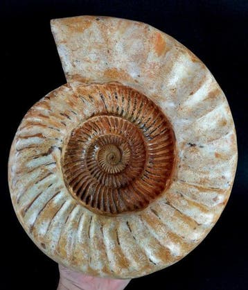 Ammoniet - Gefossiliseerd dier - Kranaosphinctes roedereri, Verzamelen, Mineralen en Fossielen