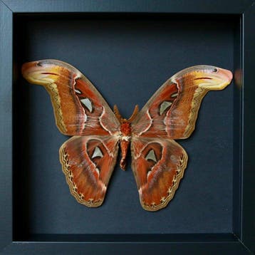 Vlinder Taxidermie volledige montage - Attacus atlas - 23 cm, Nieuw