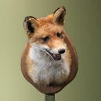 Vos Taxidermie Opgezette Dieren By Max, Verzamelen, Ophalen of Verzenden, Nieuw, Wild dier, Opgezet dier