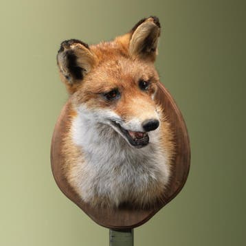Vos Taxidermie Opgezette Dieren By Max, Verzamelen, Ophalen of Verzenden, Nieuw, Wild dier, Opgezet dier