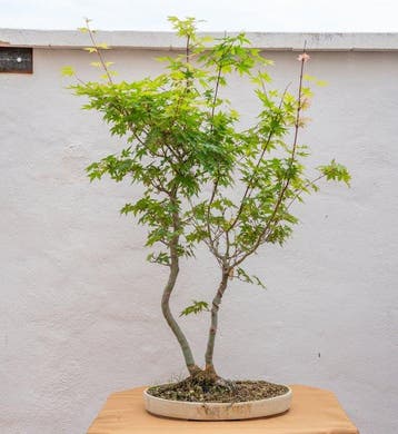 Bonsaï Érable de Bürger (Acer buergerianum) - Hauteur