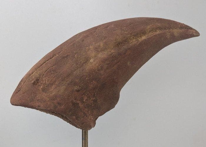 Gefossiliseerde klauw - Tyrannosaurus rex - Museum Grade, Collections, Minéraux & Fossiles