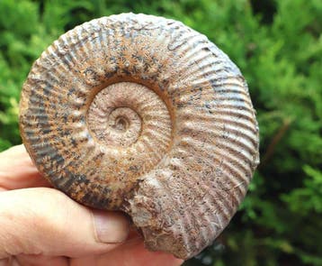 Ammonites aux cloisons colorées et découpées - Animal