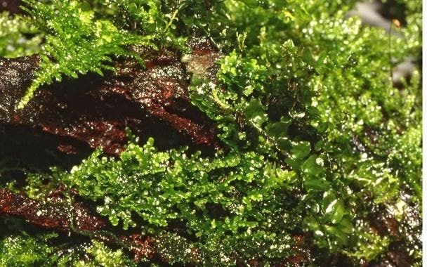 Tropica Riccardia chamedryfolia Mos In Vitro, Dieren en Toebehoren, Vissen | Aquaria en Toebehoren, Nieuw, Verzenden