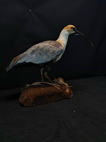 Zwartmaskeribis Taxidermie volledige montage - Theristicus, Verzamelen, Nieuw