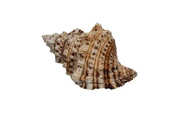 Reusachtige kikkerslak: Bursa bubo / Tutufa bufo (130 mm) –, Antiek en Kunst