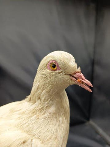 witte colomba Taxidermie replica montage - Columba Livia