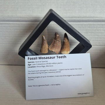 Dinosaure Dent - Mosasaurus - 7 cm - 7 cm - 5 cm - (3)