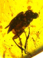 Fossiele cabochon (Zonder minimumprijs)