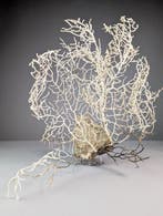 Decoratieve gorgonie op rots Taxidermie volledige montage -