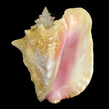Reine de la coquille descargot Coquillage marin - Lobatus, Antiek en Kunst