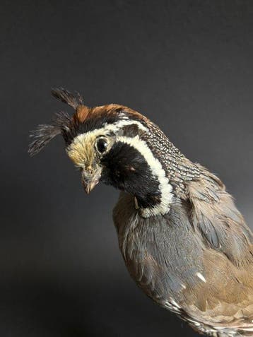 Colin uit Californië Taxidermie volledige montage -, Nieuw