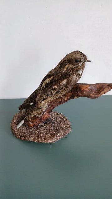 Succiacapre Taxidermie volledige montage - Caprimulgus