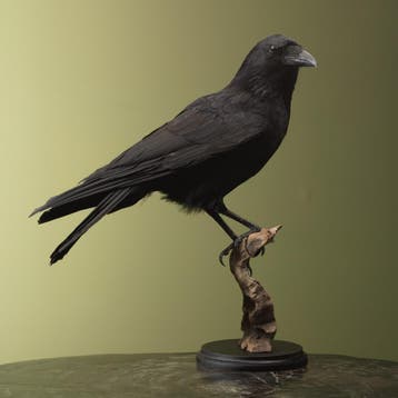 Kraai Taxidermie Opgezette Dieren By Max, Ophalen of Verzenden, Nieuw, Vogel, Opgezet dier