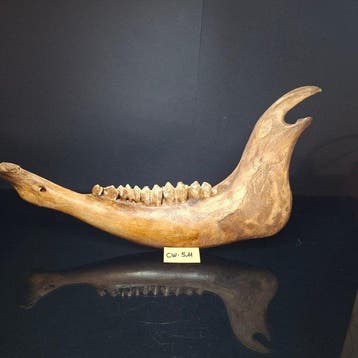 Bison des steppes - mandibule - Os fossilisé - Bison priscus