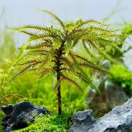 climacium japonicum In Vitro, Dieren en Toebehoren, Vissen | Aquaria en Toebehoren, Nieuw, Verzenden