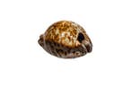 Stercorary cowrie Skelet - Cypraea stercoraria - 0 cm - 0 cm, Verzamelen, Dierenverzamelingen, Nieuw