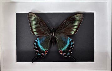 Vlinder Taxidermie volledige montage - Papilio Maackii