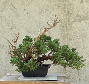 Jeneverbes bonsai (Juniperus) - Hoogte (boom): 29 cm -