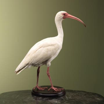 Witte Ibis Taxidermie Opgezette Dieren By Max, Ophalen of Verzenden, Nieuw, Vogel, Opgezet dier