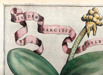 Giovanni Battista Ferrari (1584-1655) - Narcisio, Originale
