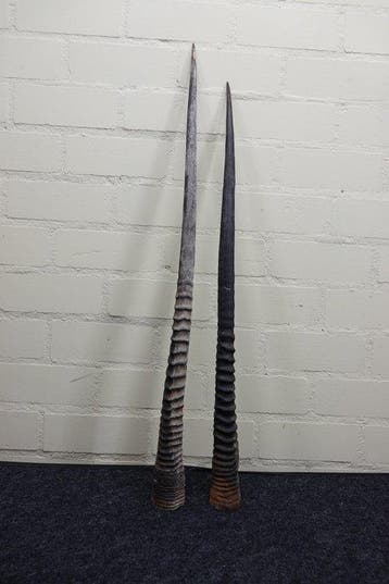 Gemsbok Hoorns - Oryx gazella - 88 cm - 3 cm - 0 cm-, Collections, Collections Animaux