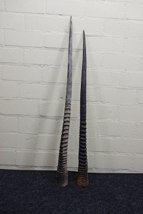 Gemsbok Hoorns - Oryx gazella - 88 cm - 3 cm - 0 cm-, Collections, Collections Animaux