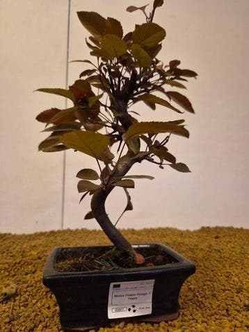 Malus diablo rouge - Hoogte (boom): 31 cm - Diepte (boom):