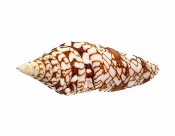 ***Sammlerschnecke*** Glorie van India  Taxidermie