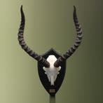 Impala Schedel Taxidermie Opgezette Dieren By Max, Verzamelen, Dierenverzamelingen, Ophalen of Verzenden, Nieuw, Wild dier, Opgezet dier