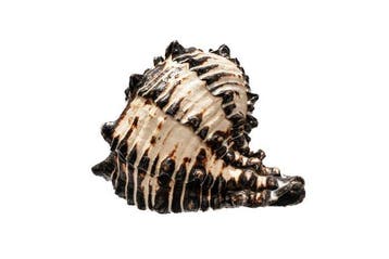 Zwarte Ramo-Murex-schelp | Chicoreus ramosus zwart - Top
