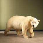 IJsbeer Taxidermie volledige montage - Ursus maritimus - 105, Collections, Collections Animaux