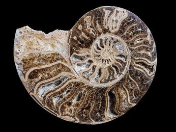 Ammoniet - Gefossiliseerde schelp - 16.5 cm - 20 cm