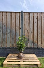 Laurier - Prunus Laurocerasus Genolia- Haagplanten, Tuin en Terras, Ophalen of Verzenden