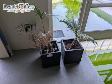 Lot bloempotten met plant(MARGE), Ophalen of Verzenden, Zo goed als nieuw