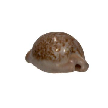 Roodbruine Zuid-Afrikaanse kauri: Cypraea fuscorubra (37 mm), Nieuw